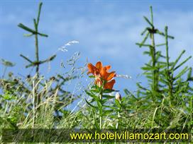 photogal021